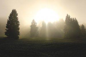 trees in sunlight